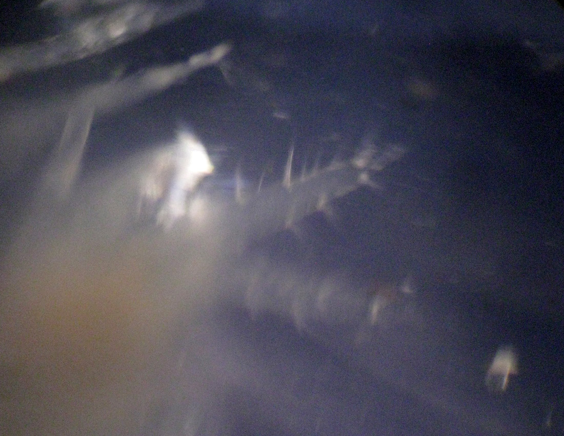 Gammarus sp